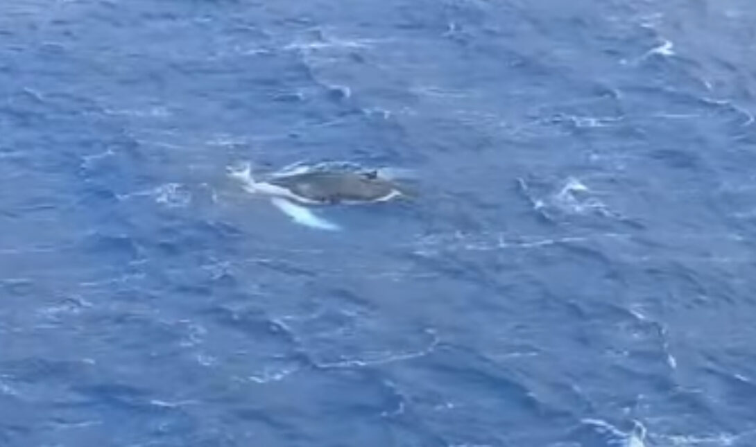 Εμφάνιση φάλαινας στον κόλπο των Αργινώντων στην Κάλυμνο! (βίντεο)