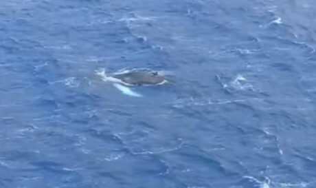 Εμφάνιση φάλαινας στον κόλπο των Αργινώντων στην Κάλυμνο! (βίντεο)