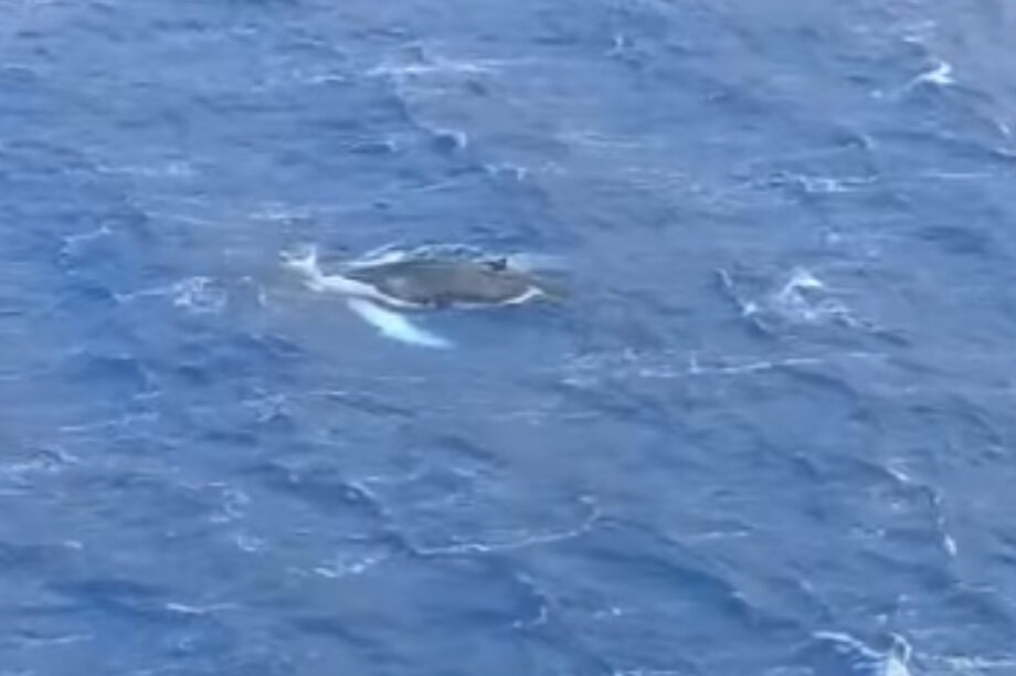 Εμφάνιση φάλαινας στον κόλπο των Αργινώντων στην Κάλυμνο! (βίντεο)