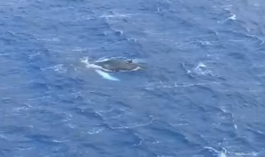 Εμφάνιση φάλαινας στον κόλπο των Αργινώντων στην Κάλυμνο! (βίντεο)