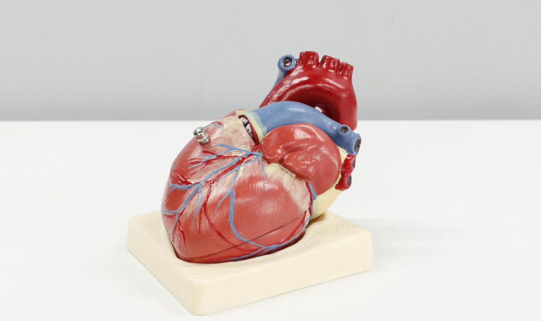 Νέα έρευνα: Ο καρδιακός μυς μπορεί να αναγεννηθεί μετά από έμφραγμα!