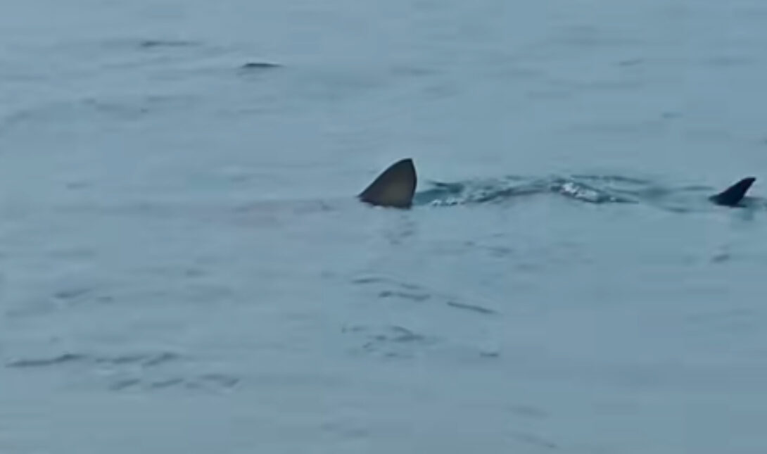 Λουτράκι: Εμφάνιση καρχαρία ελάχιστα μέτρα από την ακτή! (βίντεο)