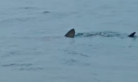 Λουτράκι: Εμφάνιση καρχαρία ελάχιστα μέτρα από την ακτή! (βίντεο)
