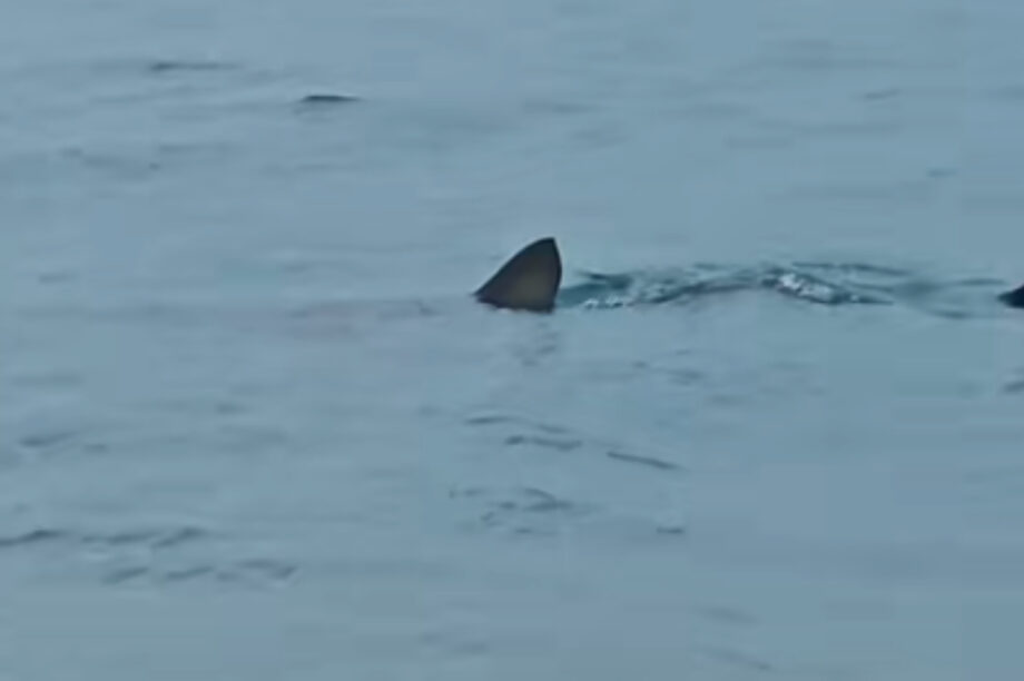 Λουτράκι: Εμφάνιση καρχαρία ελάχιστα μέτρα από την ακτή! (βίντεο)