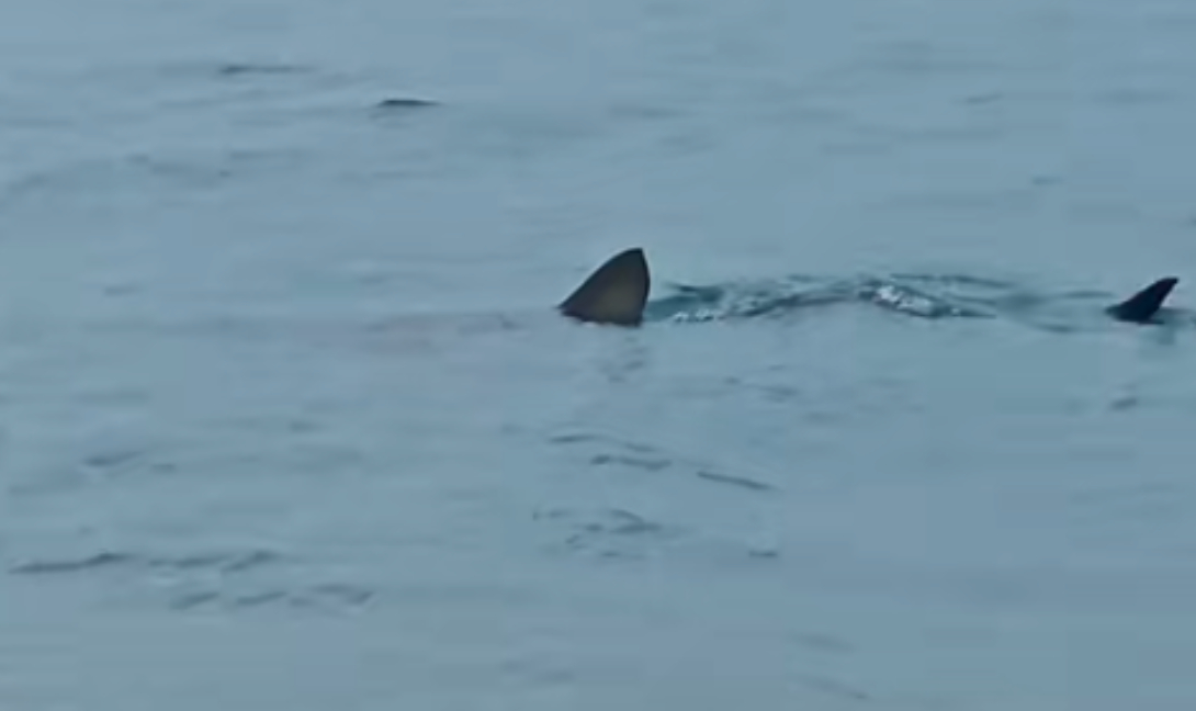 Λουτράκι: Εμφάνιση καρχαρία ελάχιστα μέτρα από την ακτή! (βίντεο)