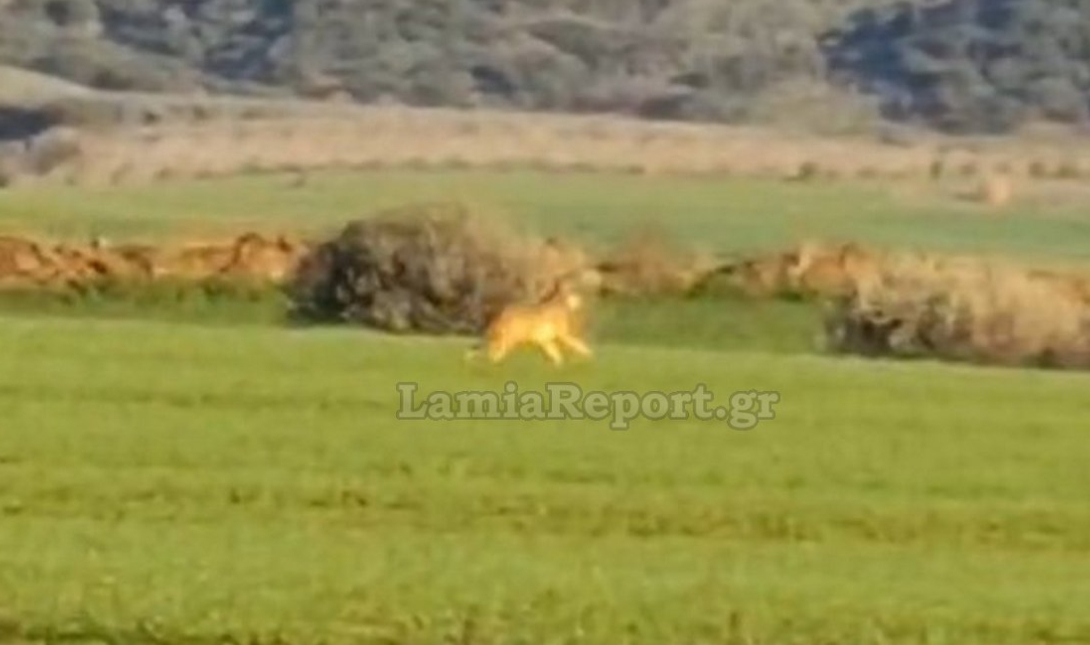 Φθιώτιδα: Λύκος εθεάθη δίπλα στα σπίτια – Δείτε βίντεο