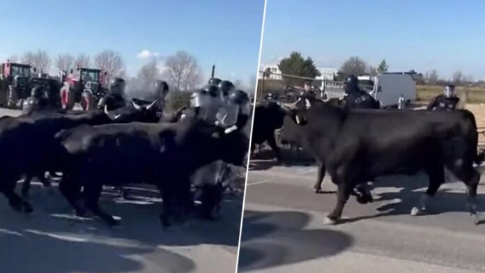 Εξαγριωμένοι Γάλλοι αγρότες εξαπολύουν ταύρους κατά των αστυνομικών