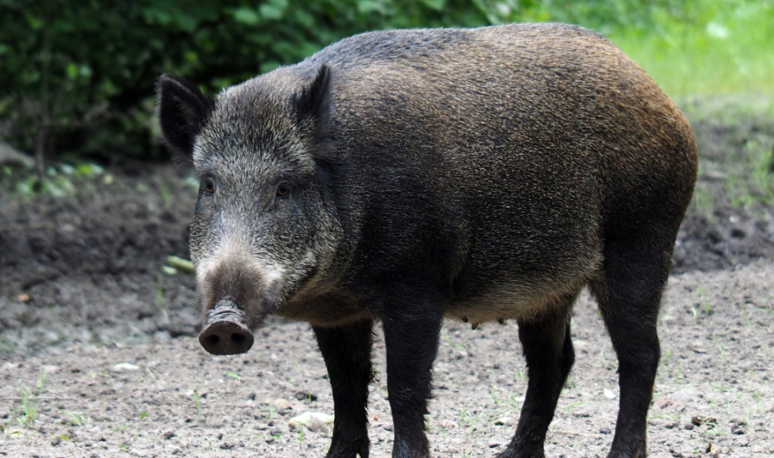 Αγέλη αγριογούρουνων εισέβαλε σε οικισμό στη Χαλκιδική