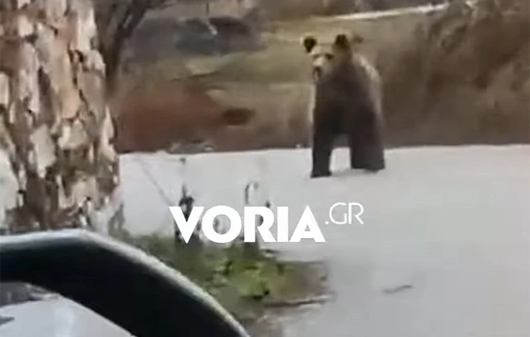 Αρκούδα εθεάθη να κάνει βόλτες σε χωριό και να παρατηρεί τους κατοίκους – Δείτε το βίντεο