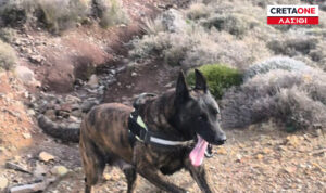Συναγερμός για φόλες στα Πεύκα Σητείας – 3 σκύλοι γλίτωσαν από πιθανή δηλητηρίαση