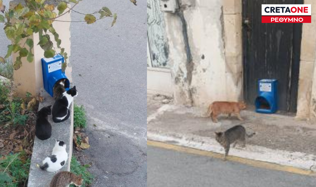 Ρέθυμνο: Κίνηση ανθρωπιάς στο Πάνορμο για τη σίτιση αδέσποτων γατών (Φωτο)