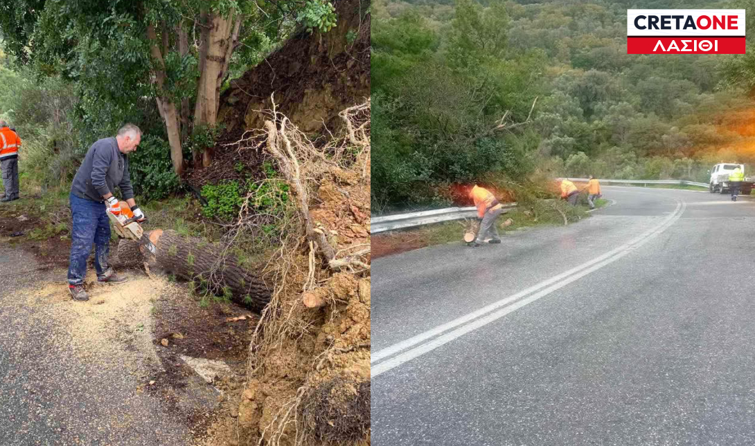 Σητεία: Έπεσε κορμός δέντρου στο οδόστρωμα – Σημειώθηκαν προβλήματα στην κυκλοφορία