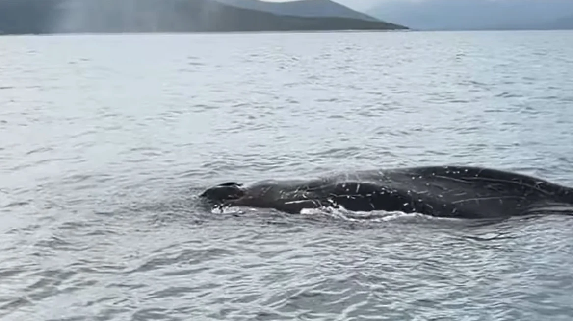 Εντοπίστηκε μεγάλη φάλαινα δίπλα σε ψαράδες στον Παγασητικό Κόλπο στον Βόλο, δείτε βίντεο