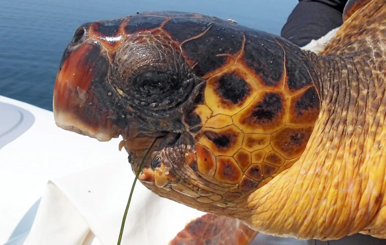 Αμβρακικός: Η χελώνα καρέττα  – καρέττα που νίκησε τον θάνατο: Ζει 6 χρόνια χωρίς σαγόνι