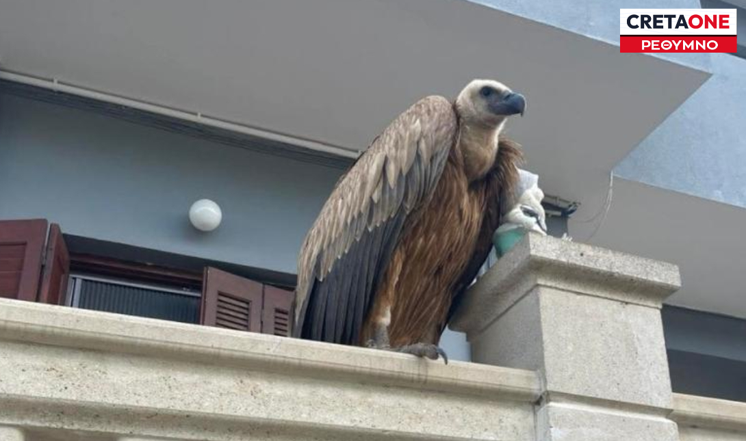 Ρέθυμνο: Εντυπωσιακή εμφάνιση άγριου πτηνού στο Γεράνι (Φώτο)