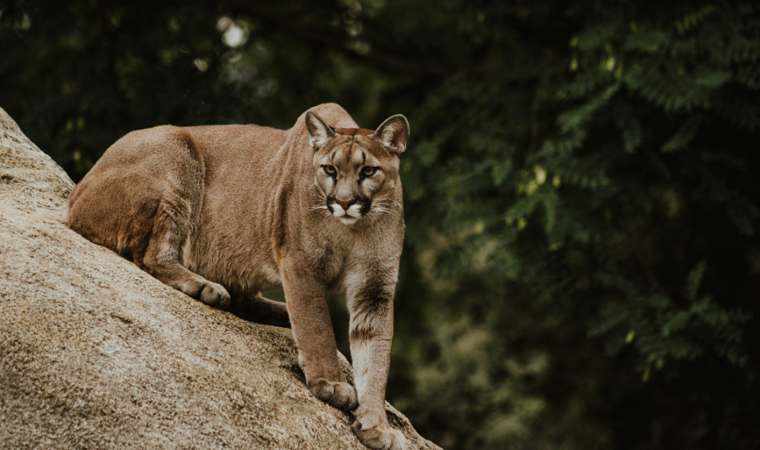 ΗΠΑ: Πούμα σκότωσε γυναίκα στο Κολοράντο – Η πρώτη θανατηφόρα επίθεση μετά από 25 χρόνια