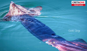 Κρήτη: Γιγάντια καλαμάρια εμφανίστηκαν στη Μαρίνα Ρεθύμνου (φώτο)