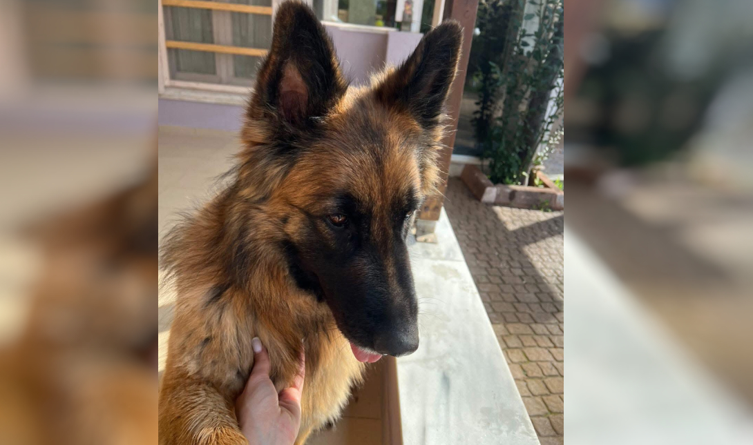 Ηράκλειο: Αναζητείται η Λίζα – Οποιαδήποτε πληροφορία πολύτιμη (φωτογραφία)