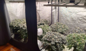 Ηράκλειο: Μετέτρεψε το σπίτι του σε… «εργαστήριο» κάνναβης – Συνελήφθη 30χρονος με πάνω από 2 κιλά παράνομων ουσιών