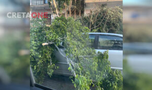 Ηράκλειο: Δέντρο καταπλάκωσε αυτοκίνητο – Στο σημείο η Πυροσβεστική (φωτογραφία)