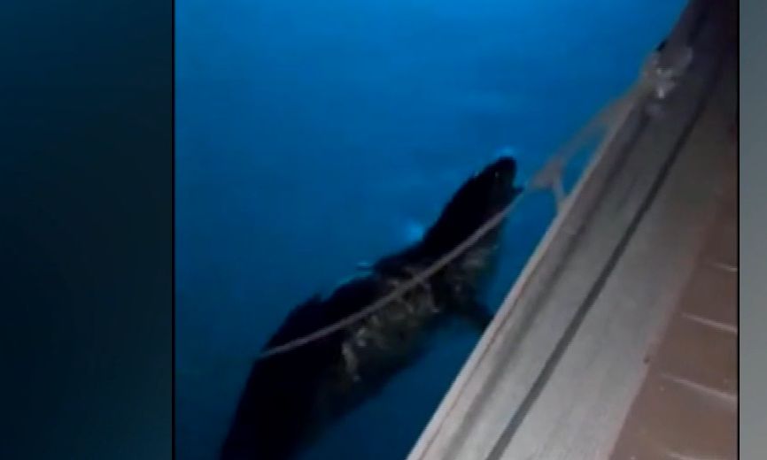 Φώκια εθεάθη στο στο λιμάνι του Παραλίου Άστρους (φώτο)