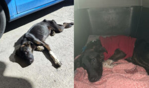 Φρικιαστική κτηνωδία στο Ηράκλειο: Έξι σκυλιά ζούσαν στην «κόλαση» – Η σοκαριστική καταγγελία για ακραία κακοποίηση