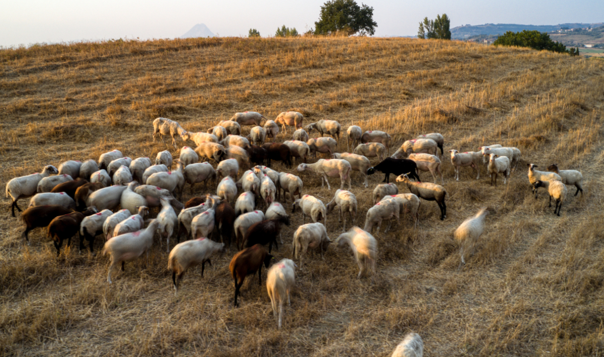 Ηράκλειο: Σύλληψη 62χρονου με παράνομο όπλο και… 377 αιγοπρόβατα χωρίς έγγραφα!