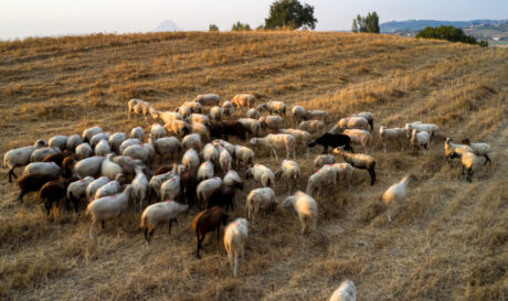 Αιγοπρόβατα