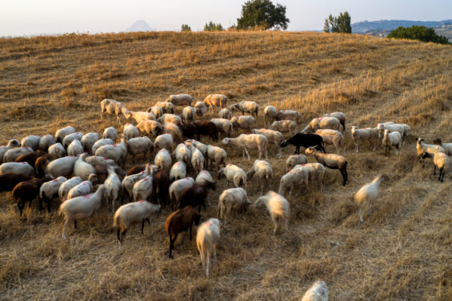 Αιγοπρόβατα
