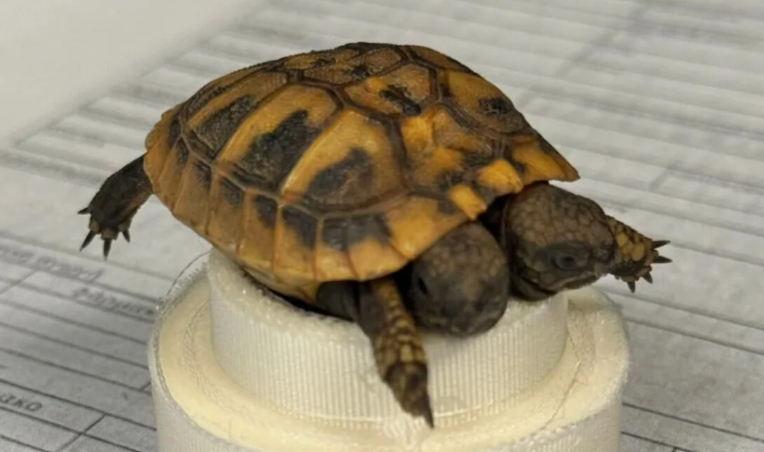 Βρέθηκε σπάνια δικέφαλη χελώνα! (φωτογραφίες)