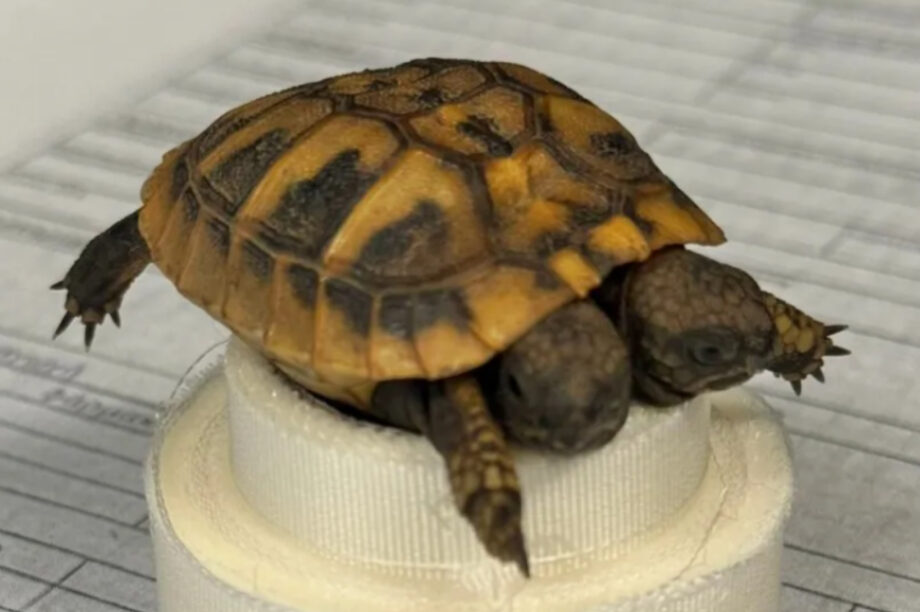 Βρέθηκε σπάνια δικέφαλη χελώνα! (φωτογραφίες)