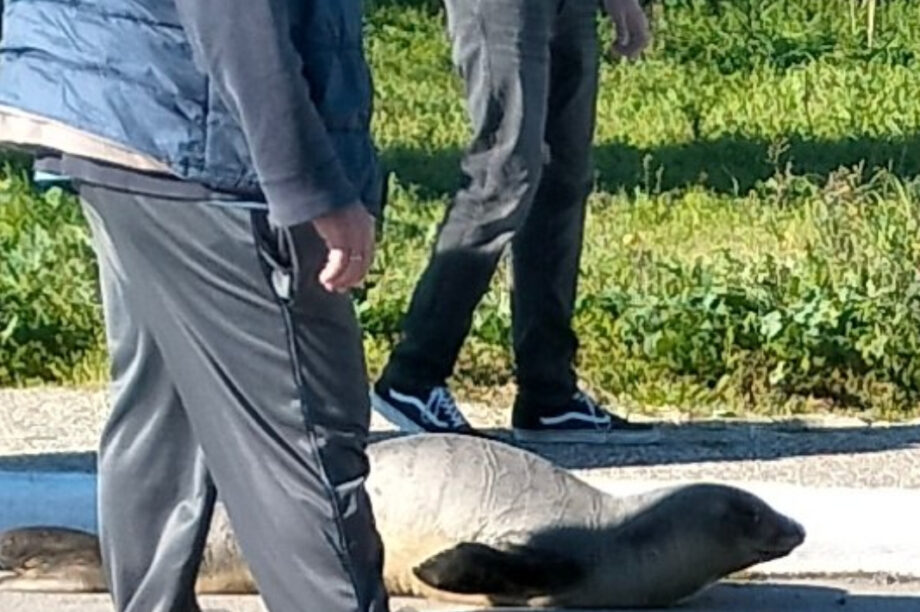 Φώκια Αρκίτσα