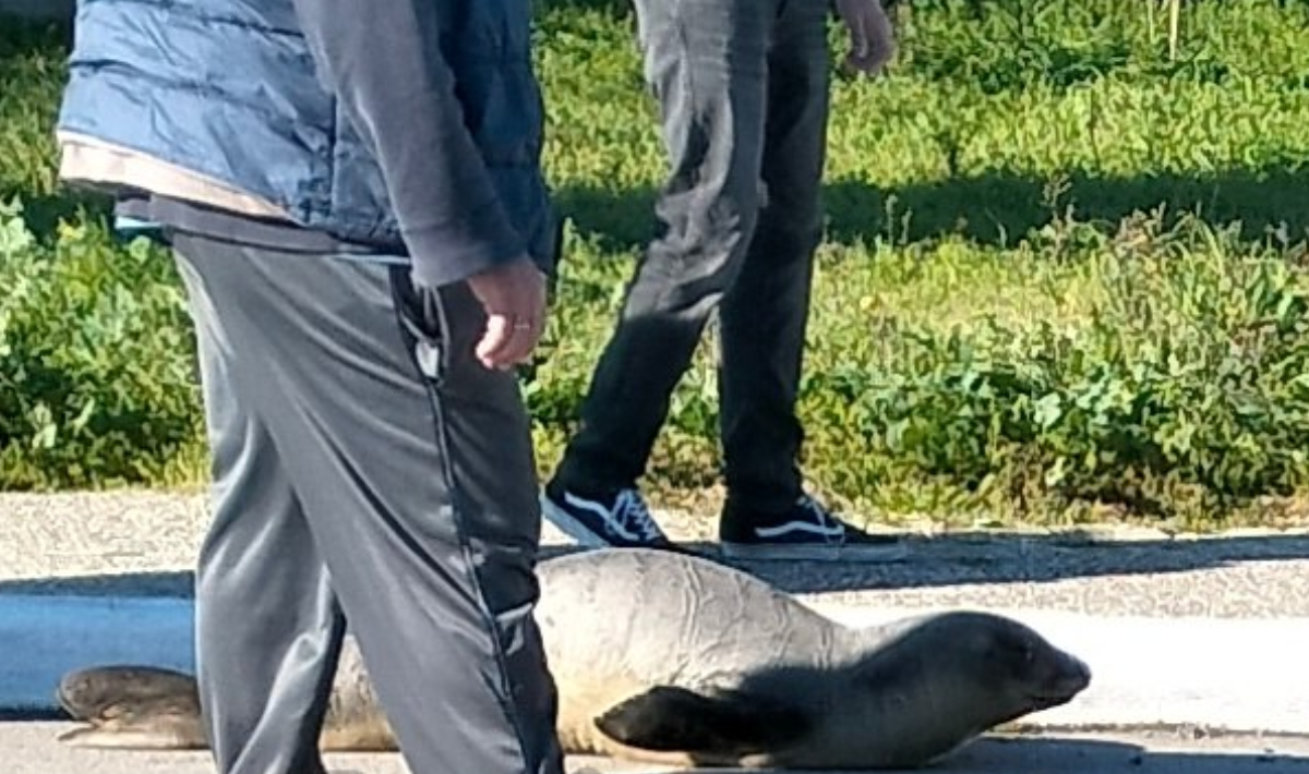 Αρκίτσα: Φώκια έχασε τον προσανατολισμό της και βγήκε στη στεριά! (βίντεο)