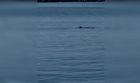 Φώκια Τήνος