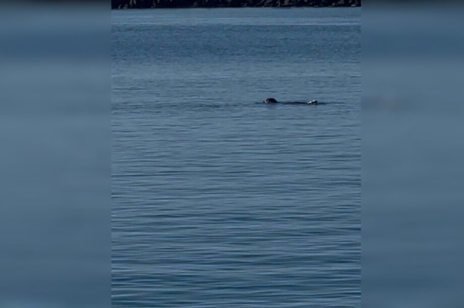 Φώκια Τήνος