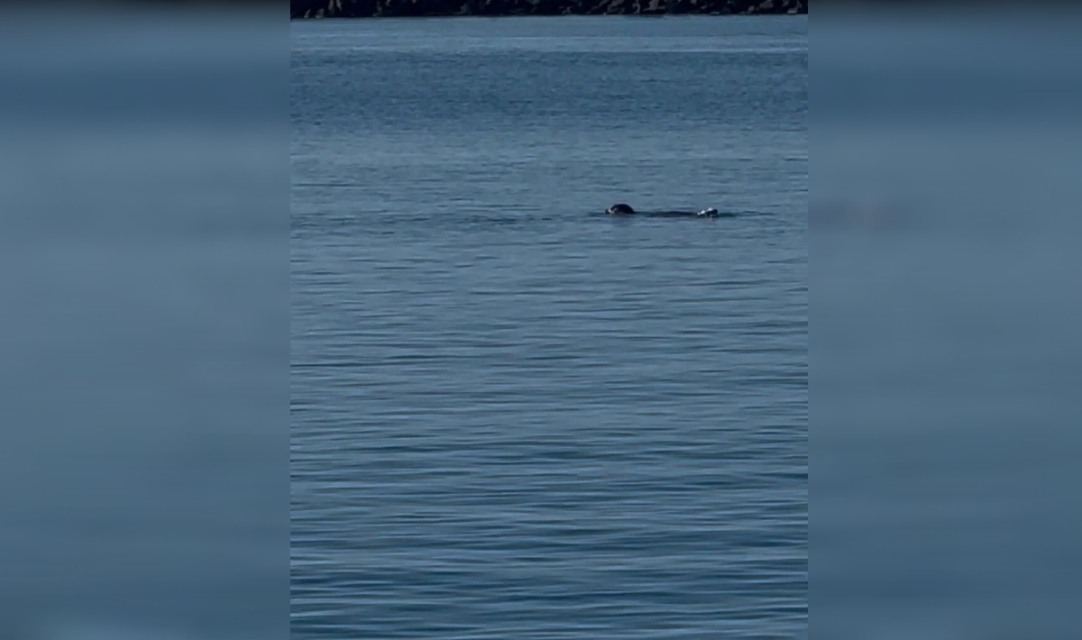 Φώκια Τήνος