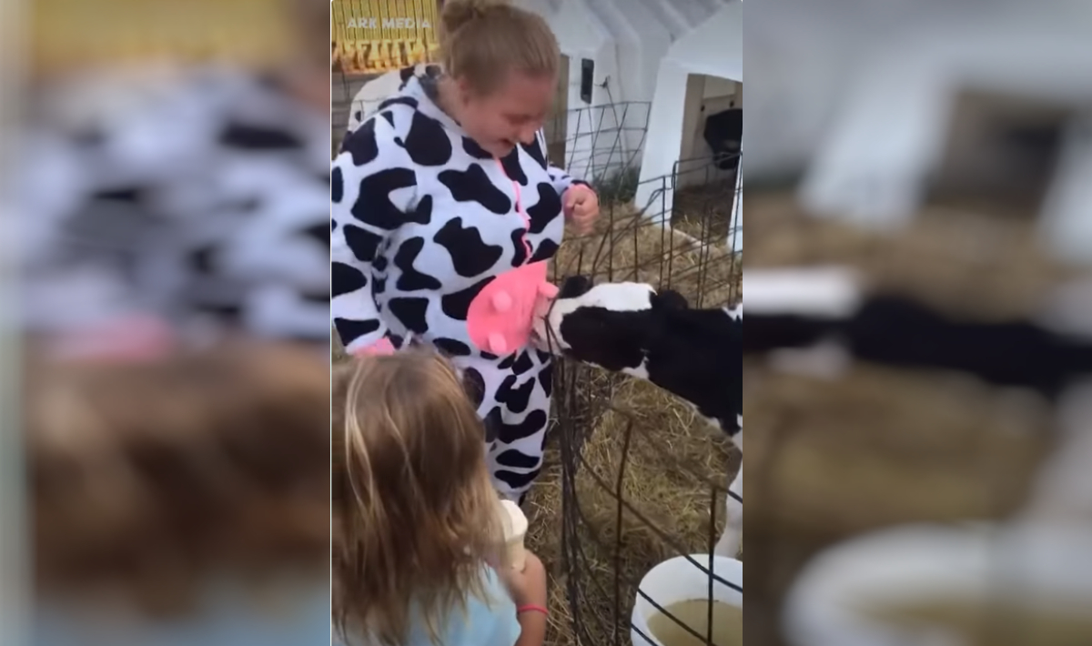 Μοσχαράκι προσπάθησε να θηλάσει από γυναίκα ντυμένη αγελάδα (βίντεο)