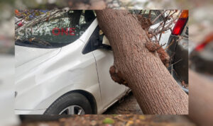 Ηράκλειο: Πτώση δέντρων προκάλεσαν ζημιές σε αυτοκίνητα και αναστάτωση σε γειτονιά (φωτογραφίες+βίντεο)