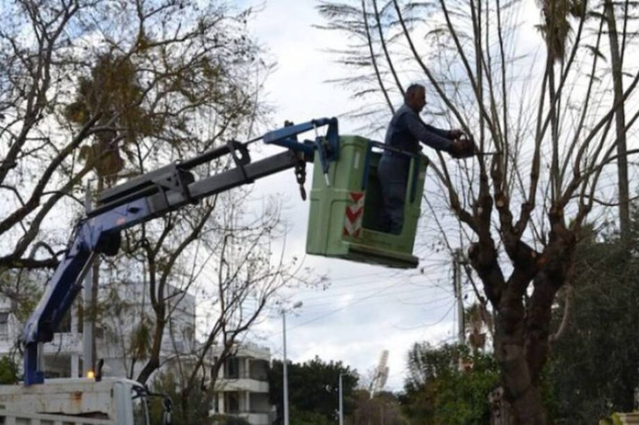 κλαδεμα νεο