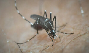 Συναγερμός και στην Ελλάδα για την επώδυνη τροπική ασθένεια τσικουνγκούνια