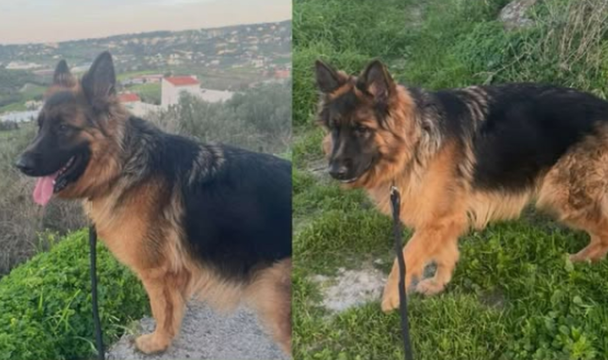 Ηράκλειο: Χάθηκε σκύλος – Δίνεται αμοιβή για τον εντοπισμό του (φωτο)