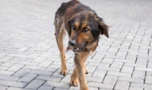 Φρίκη και οργή στη Φθιώτιδα: 65χρονος μέθυσε, καβγάδισε με τη σύζυγό του και εκτέλεσε τον σκύλο τους