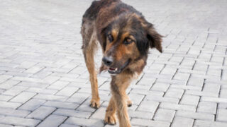 αδεσποτος σκυλος