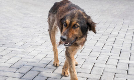 αδεσποτος σκυλος