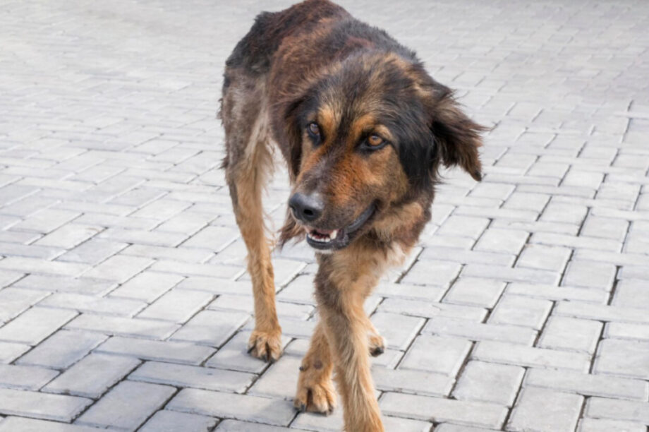 αδεσποτος σκυλος