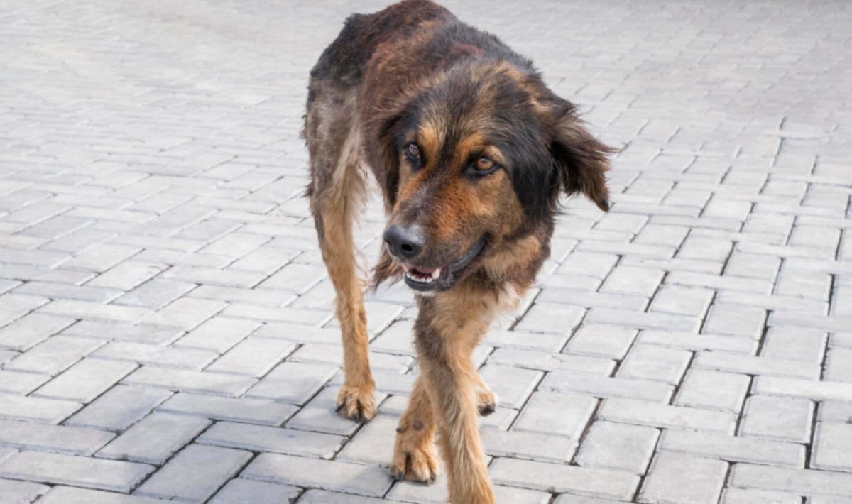 αδεσποτος σκυλος