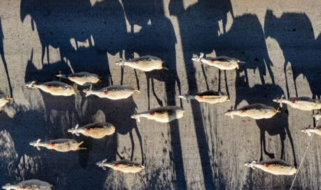 προβατα αιγοπροβατα ευλογια