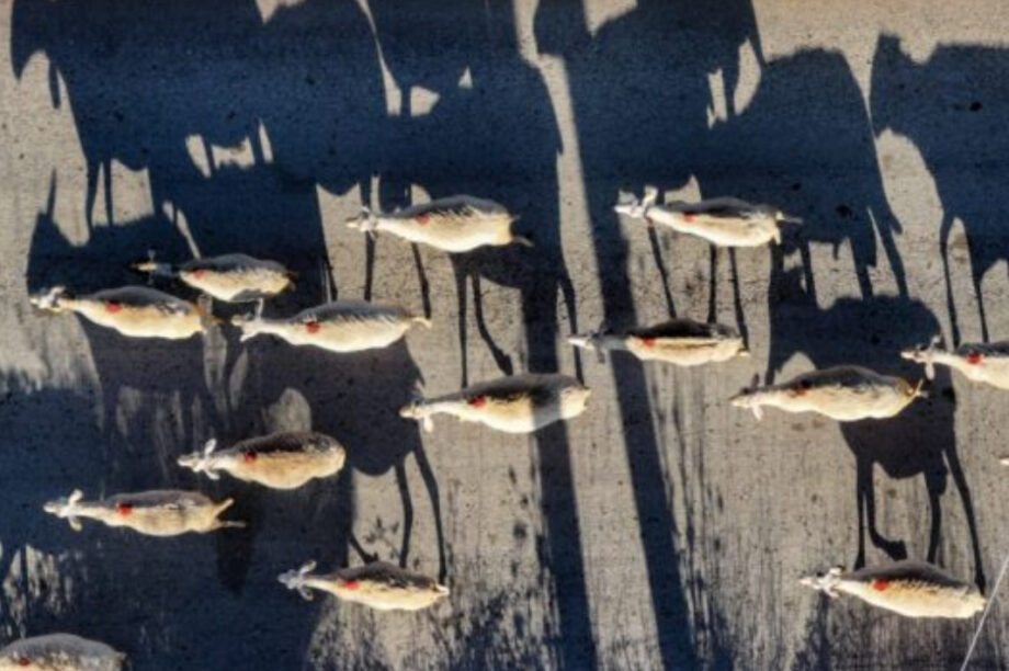 προβατα αιγοπροβατα ευλογια