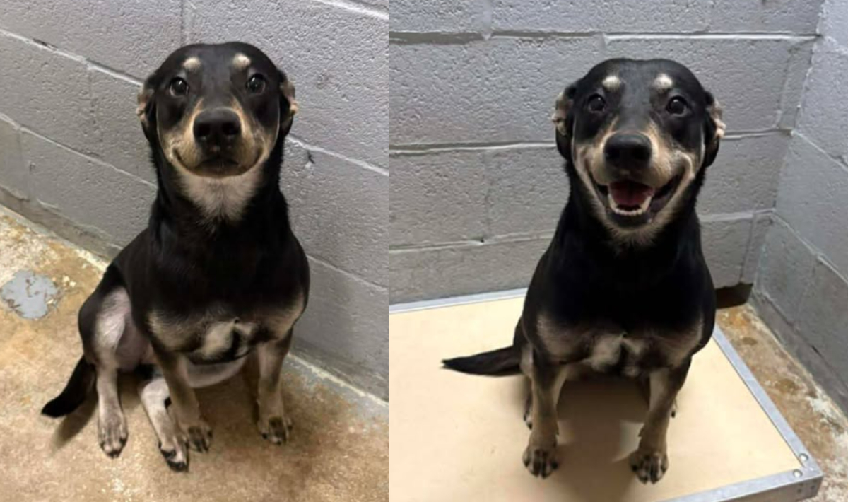 Σκύλος χαμογελούσε σε φωτογραφία για την αγγελία υιοθεσίας του – Οι φωτογραφίες συγκίνησαν τους χρήστες