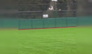 Απίστευτο περιστατικό στην Τουρκία! Τερματοφύλακας πέτυχε… γλάρο με βολέ και συμπαίκτης του τον έσωσε με ΚΑΡΠΑ! (βίντεο)
